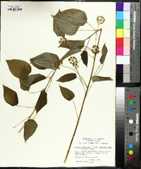 Smilax pulverulenta image