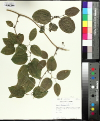 Smilax tamnoides image