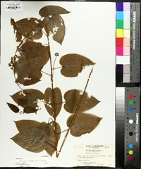 Smilax pulverulenta image