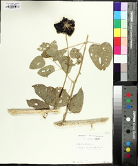 Smilax herbacea image