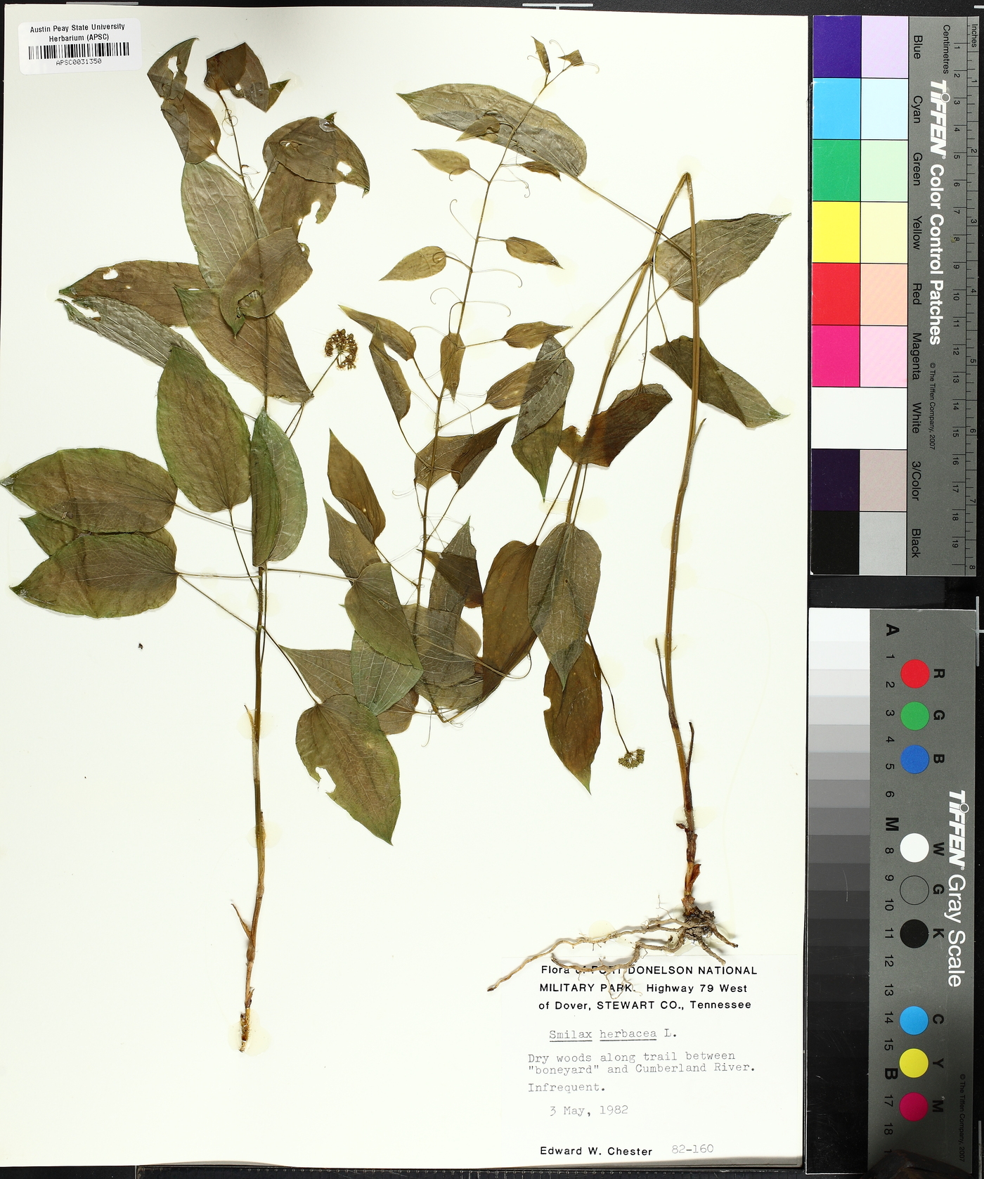 Smilax pulverulenta image