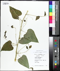 Smilax lasioneura image