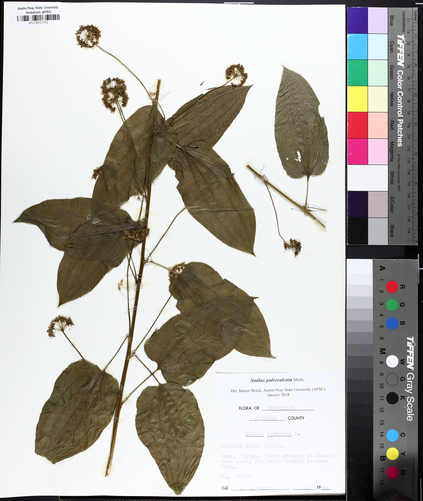 Smilax pulverulenta image