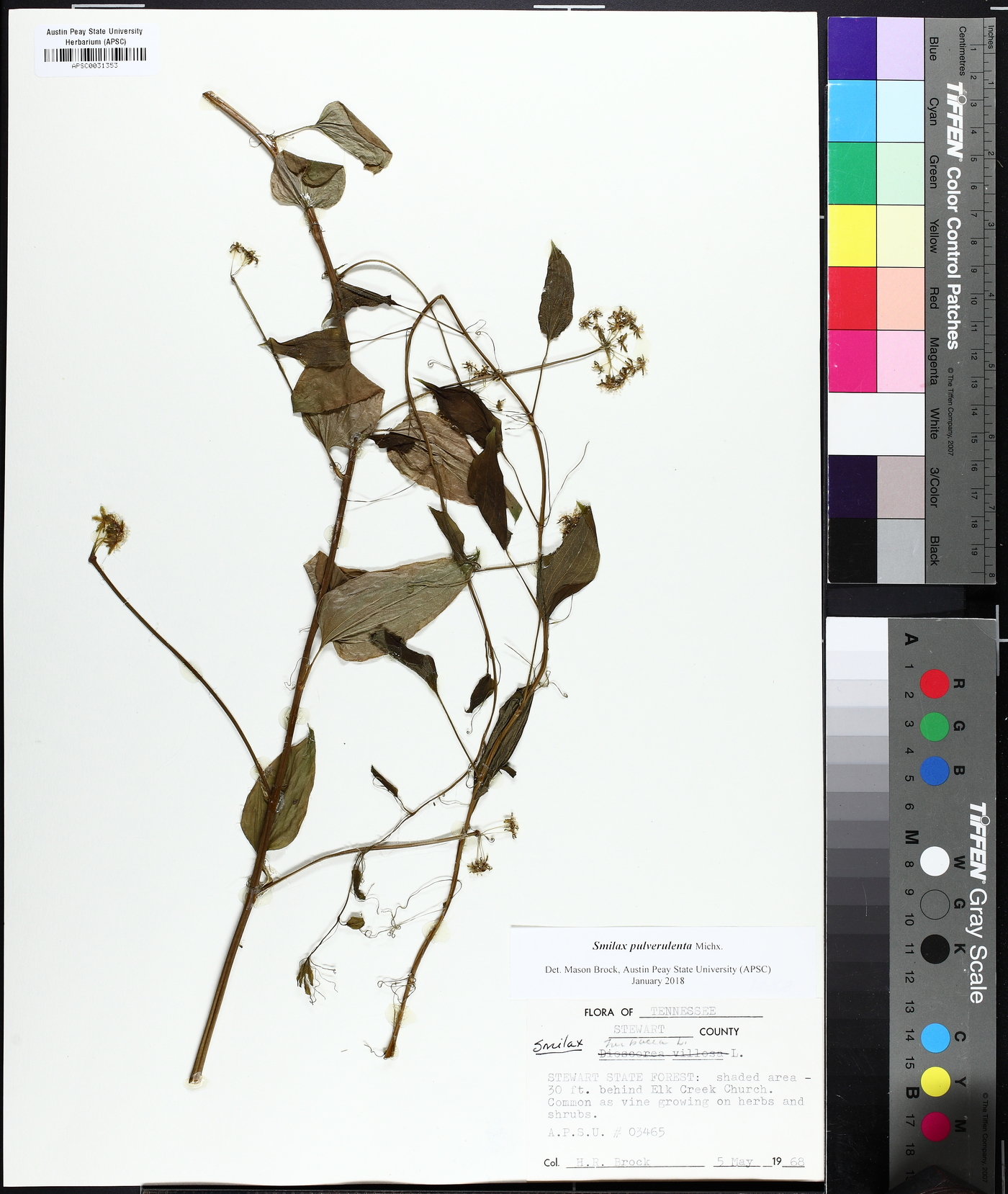 Smilax pulverulenta image