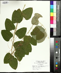 Smilax herbacea image