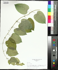 Smilax herbacea image