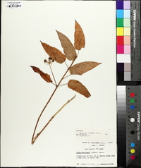 Smilax pulverulenta image