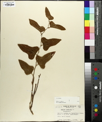 Smilax bona-nox image