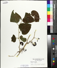 Smilax bona-nox image