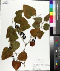 Smilax bona-nox image