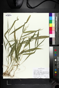 Urochloa ramosa image