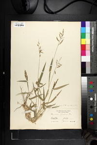 Urochloa fusca image