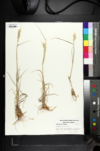 Triticum aestivum image