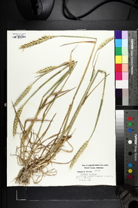 Triticum aestivum image