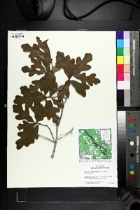 Quercus margaretta image