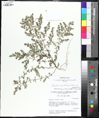 Phyllanthus caroliniensis image