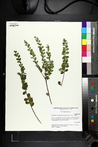 Phyllanthopsis phyllanthoides image