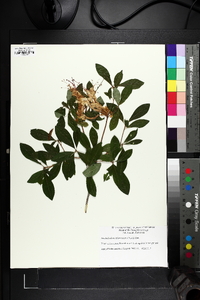 Rhododendron arborescens image