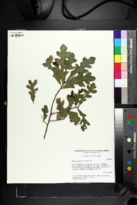 Quercus margaretta image