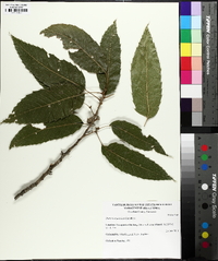 Quercus acutissima image