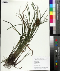 Carex louisianica image