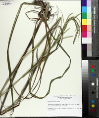 Paspalum urvillei image