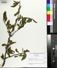 Prunus angustifolia image