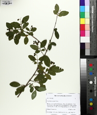 Ligustrum sinense image