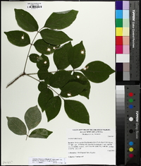 Fraxinus biltmoreana image