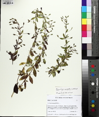 Mecardonia acuminata image