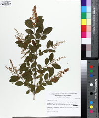 Ligustrum sinense image