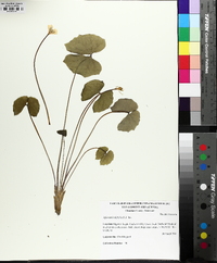 Jeffersonia diphylla image