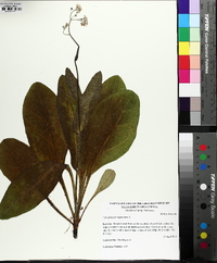 Andersonglossum virginianum image