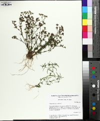 Polypremum procumbens image