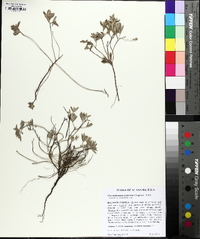 Crocanthemum arenicola image