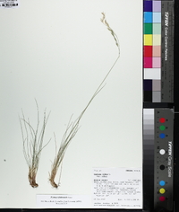 Festuca idahoensis image