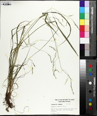 Festuca subverticillata image