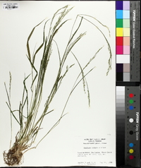 Festuca subverticillata image