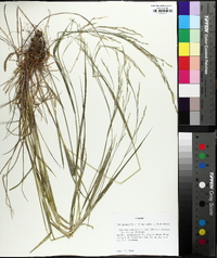 Festuca subverticillata image