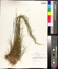 Poa autumnalis image