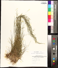 Poa autumnalis image