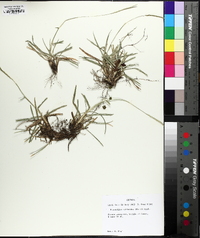 Eremochloa ophiuroides image