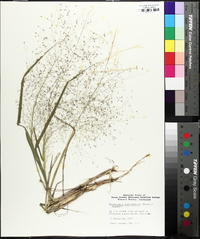 Eragrostis hirsuta image