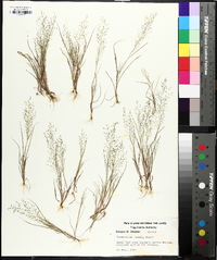 Eragrostis frankii image