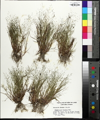 Eragrostis frankii image