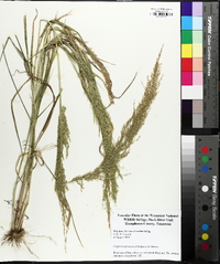 Eragrostis japonica image