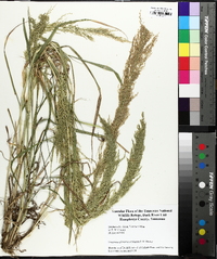 Eragrostis japonica image