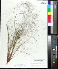 Eragrostis capillaris image