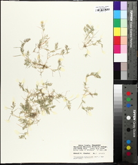 Eragrostis hypnoides image