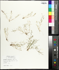 Eragrostis hypnoides image